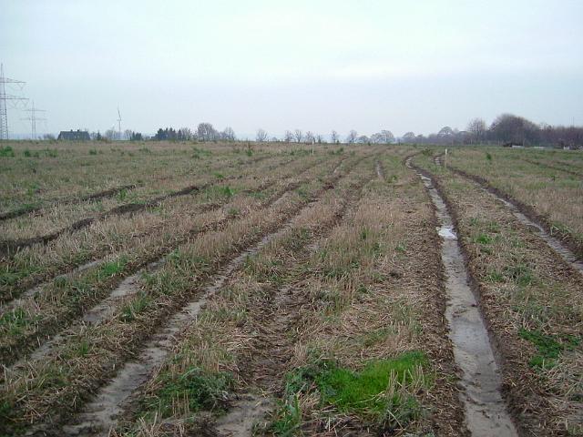 2004_1207_155452 (1).JPG - Südl. des Altbestandes Richtung Süden - Boden wurde durch das ständige Befahren immer mehr verdichtet.